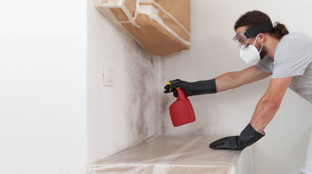 Professional Basement Mold Remediation technician working in Petersburg, IL