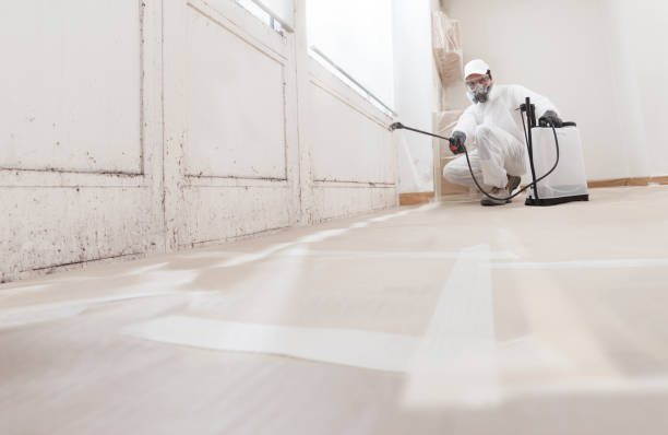 24/7 Emergency Basement Mold Remediation experts in Petersburg, IL