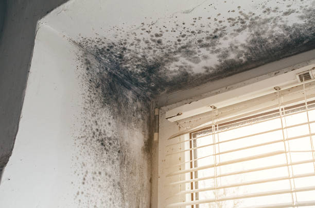 Affordable Basement Mold Remediation solutions in Petersburg, IL